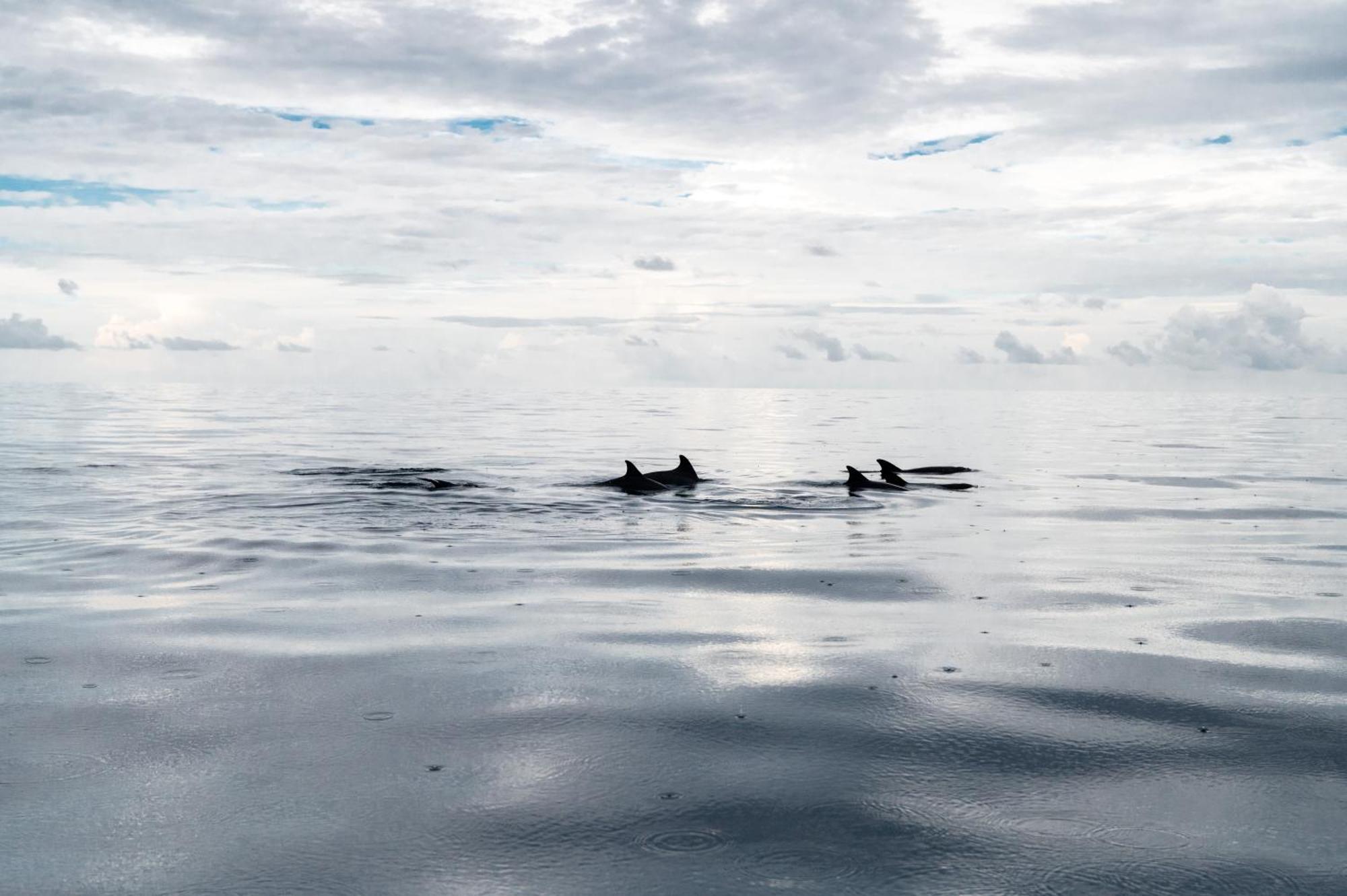 Biosphere Inn Dharavandhoo Buitenkant foto